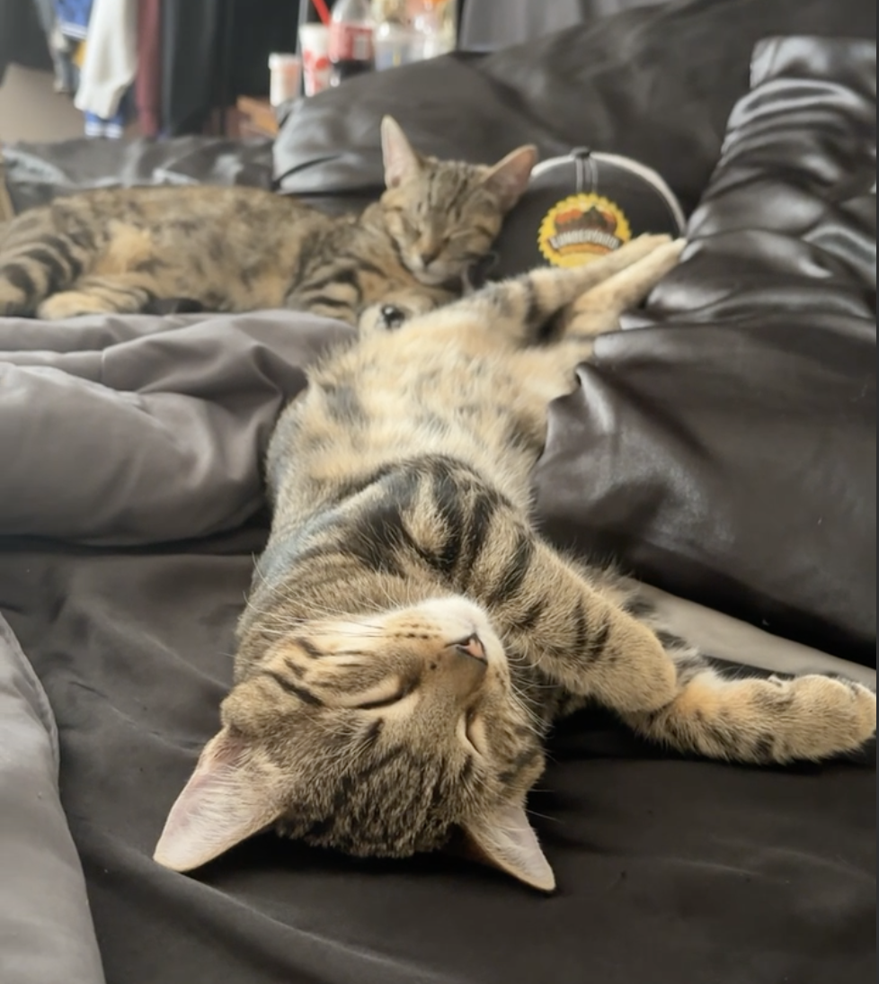 Three cats lying on a dark leather couch, sleeping peacefully, one in the foreground with a tabby pattern and two in the background also with tabby markings.