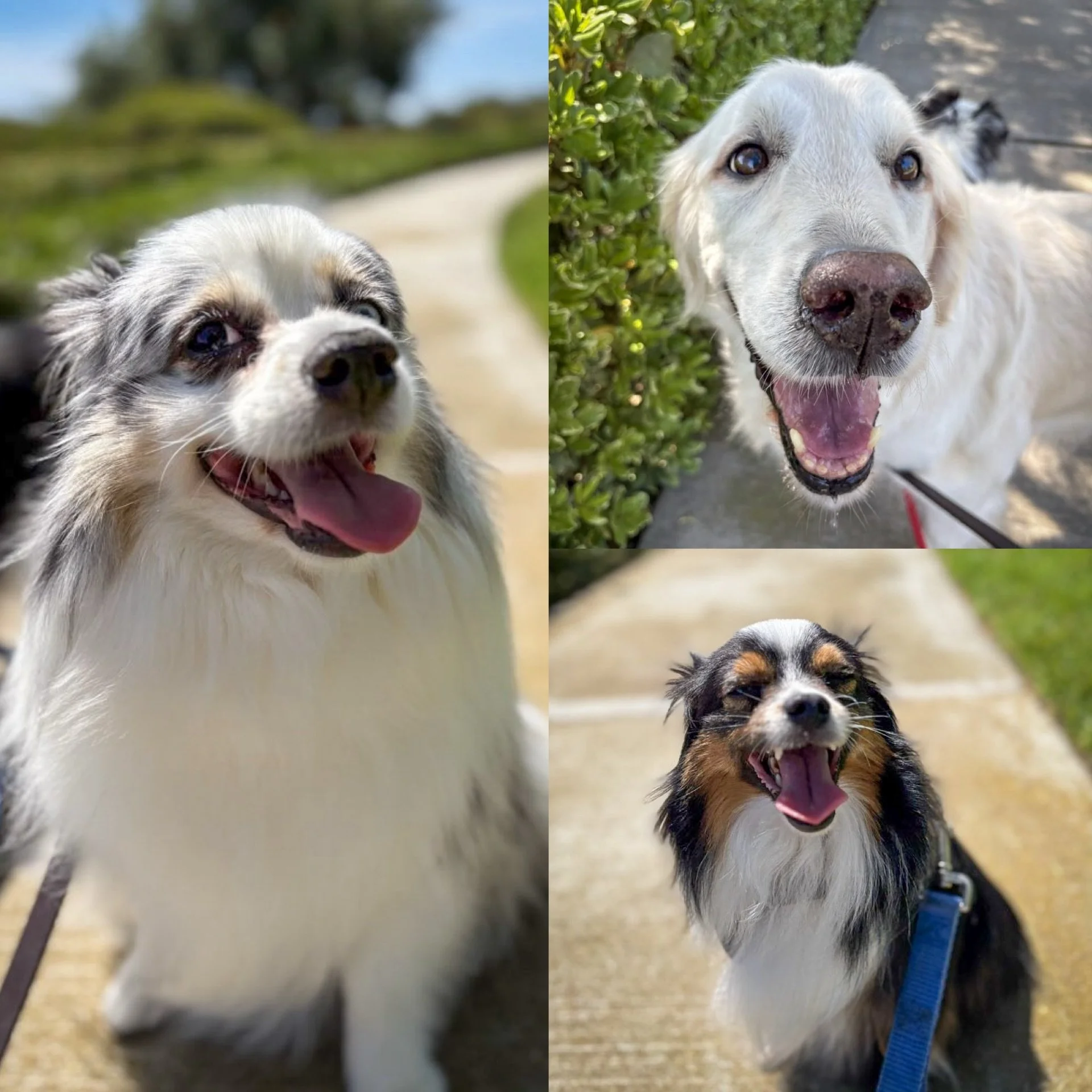 Happy pups enjoying their sunny walk ❤️

#dogsofirvine #irvinedogs #uci #walknwagnpets #ocdogwalker