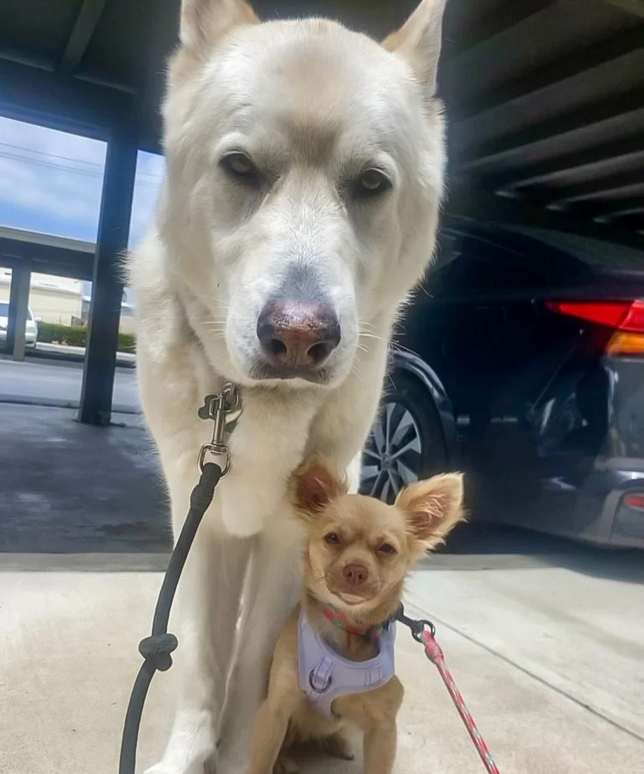 We&rsquo;d like to welcome Bowie&rsquo;s new little sister to the family: Olivia! She&rsquo;s a little timid and shy with new people, but within time she will open up and show us her silly happy side! ❤️

#dogsofcostamesa #ocdogwalker #dogsoforangeco