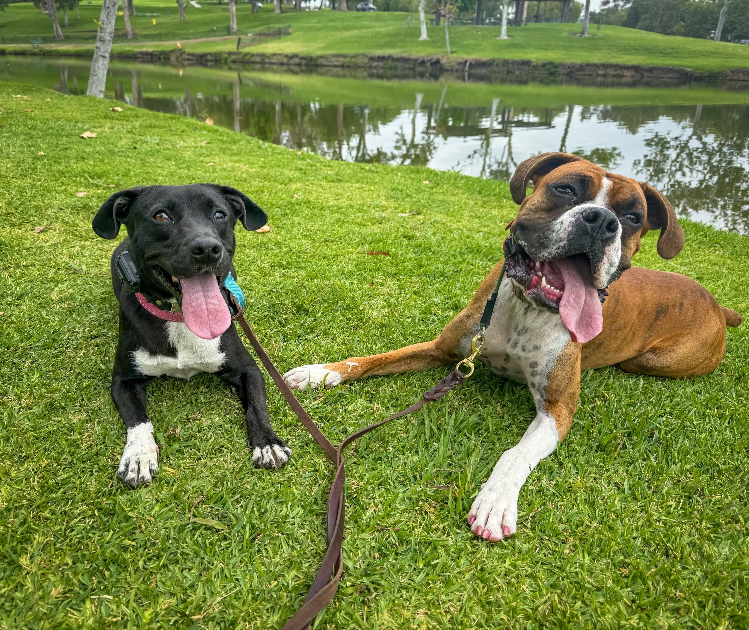 Baxter &amp; Bentley enjoyed a walk at the park this morning. Both were well behaved passing other people and seeing wildlife (though an attempt to chase a squirrel or two was made)

#craigregionalpark #dogsoforange #cityoforange #dogfriends #ocdogwa