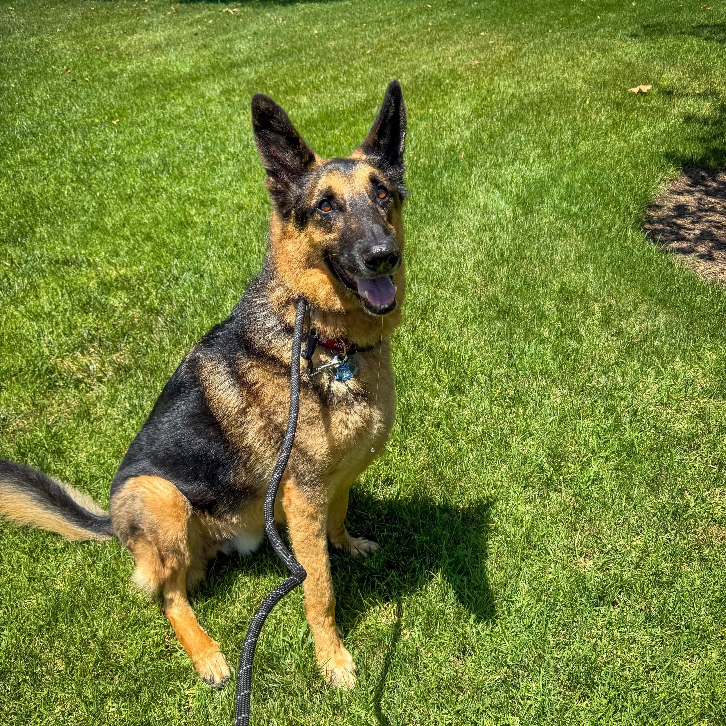 Dylan is such a good boy ❤️

#dogsofirvine #irvinedogs #ocdogsitter #walknwagnpets #ocdogs