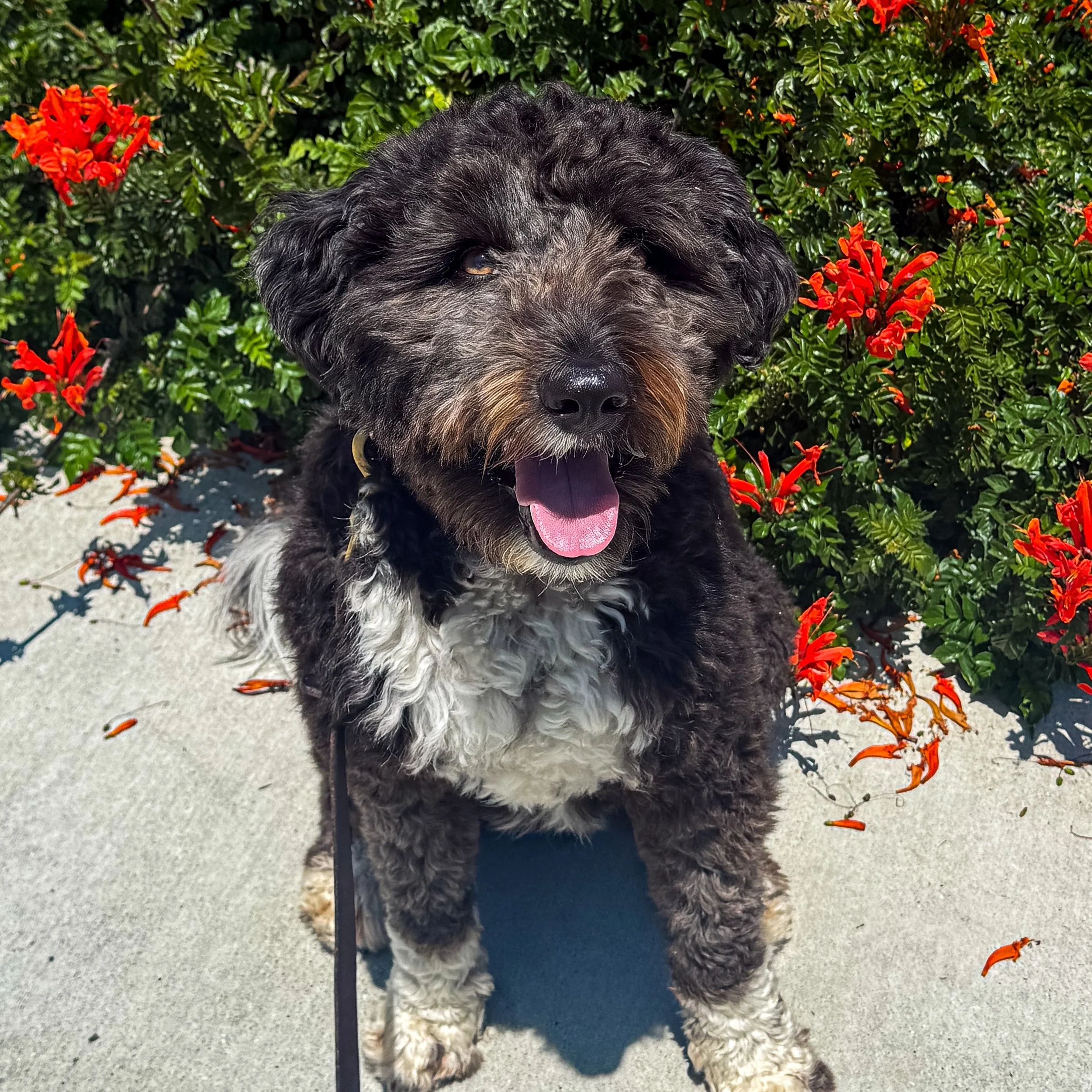 Suns out, tongues out with Levinas! 

#uci #dogsofirvine #irvinedogs #walknwagnpets #ucidogwalker