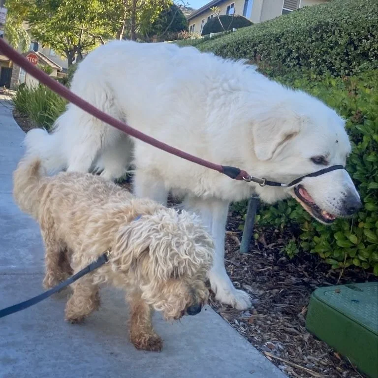 Buddy &amp; Chief are off to a good start this week 🙌🏻 

#cityoforange #ocpetsitter #ocdogwalker #ocdogs  #walknwagnpets