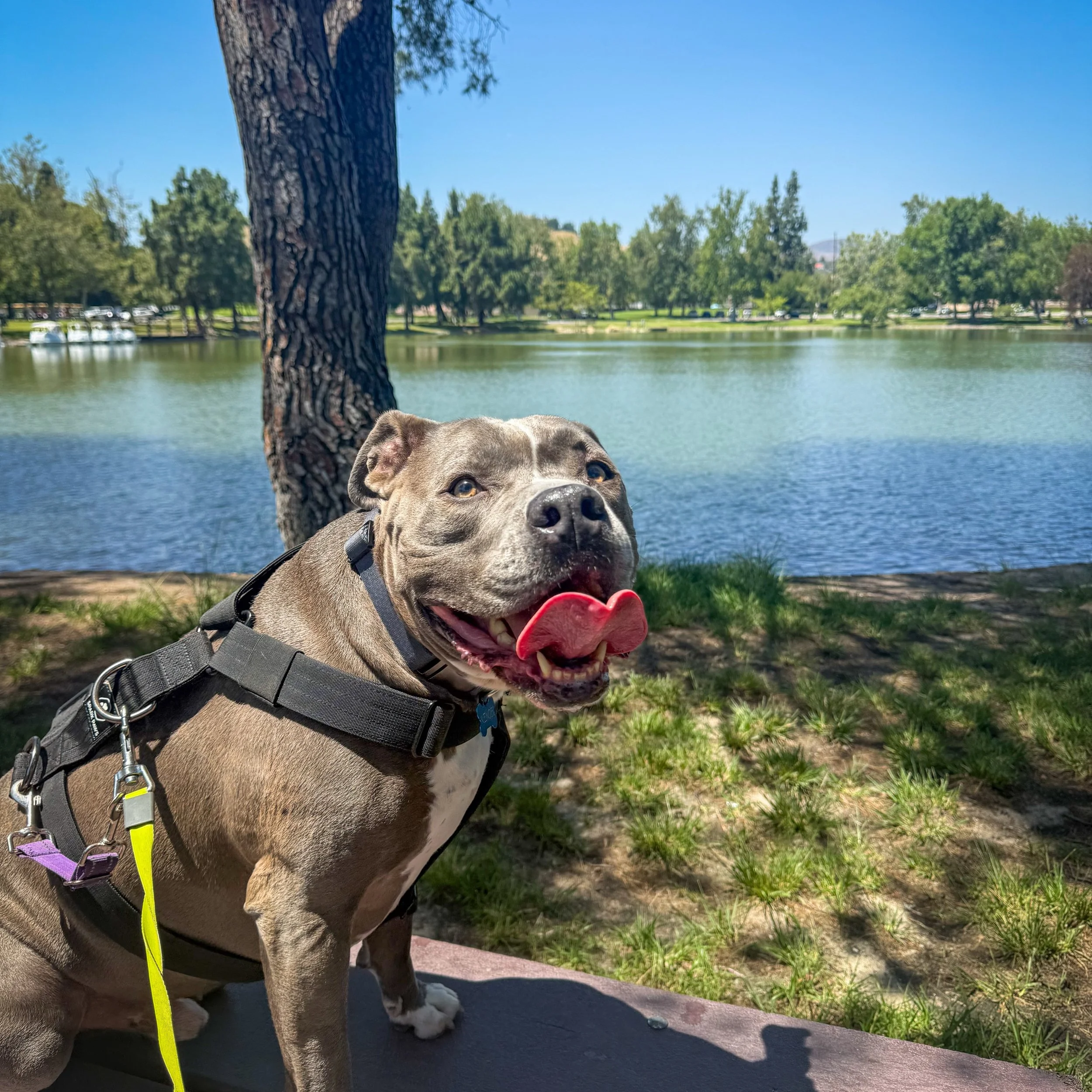 Kenobi&rsquo;s Saturday walk included hunting some squirrels and respectfully passing geese with their goslings 🪿 

#dogsofanaheim #anaheimdogs #walknwagnpets #ocdogs #ocdogwalker