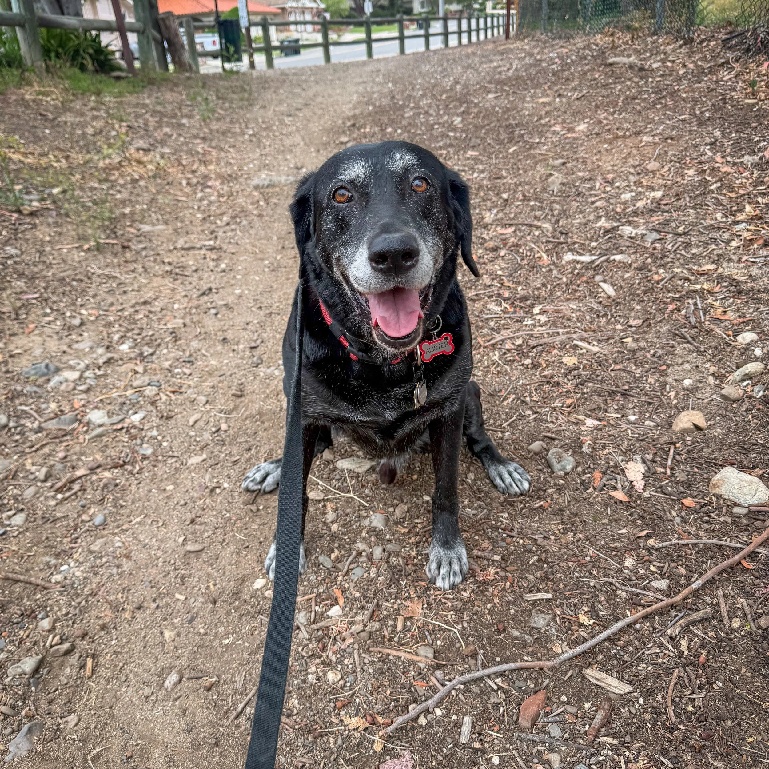 Alister may have a little more gray on his face and paws, but his smile hasn&rsquo;t changed one bit. He&rsquo;s still just as spry as he was the very first time I met him in 2015! He&rsquo;ll be 11 this year ❤️

#cityoforange #dogsoforange #ocdogs #