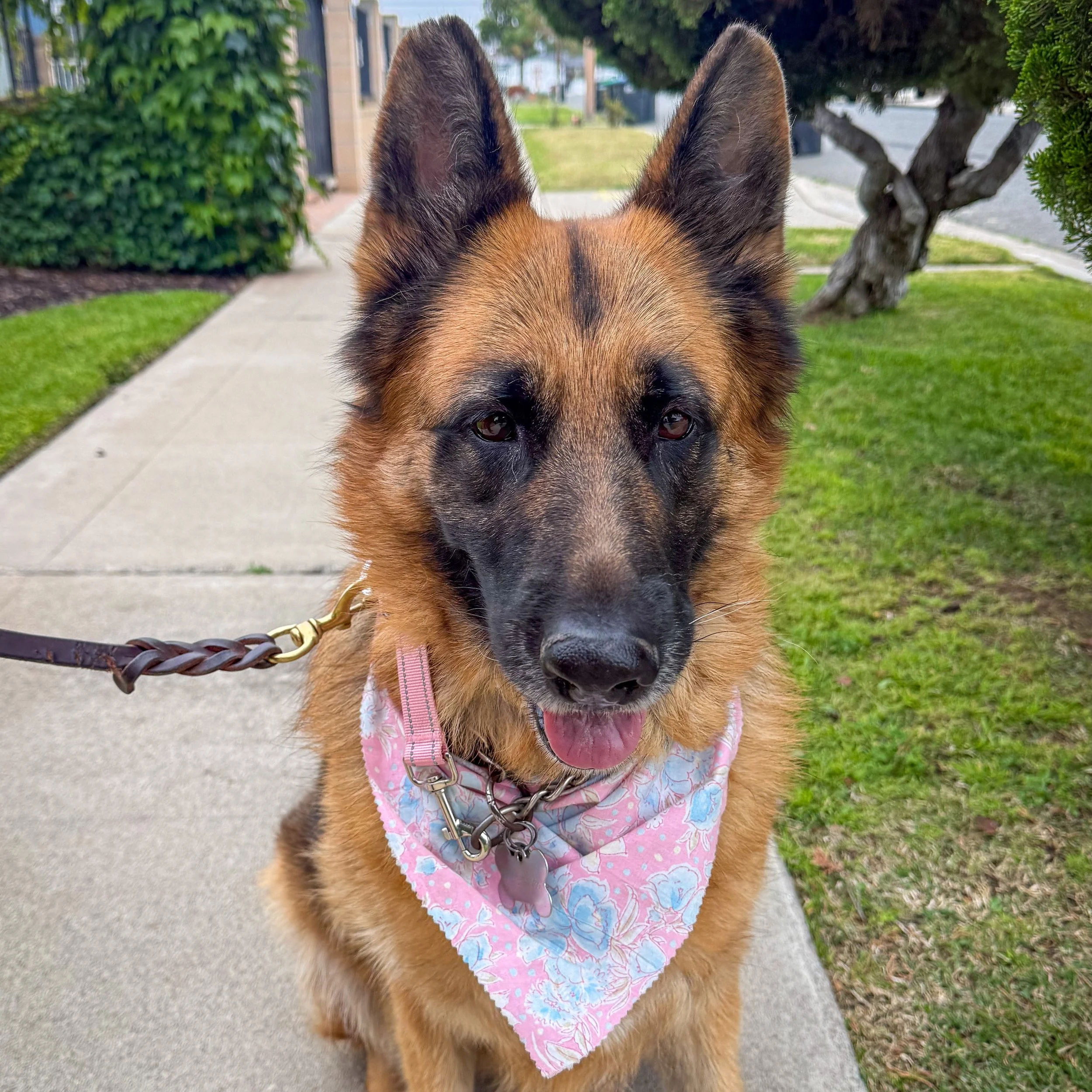 Starting our Friday off with miss Coco ❤️

#cityoforange #ocdogs #ocdogwalker #walknwagnpets #dogsofinstagram