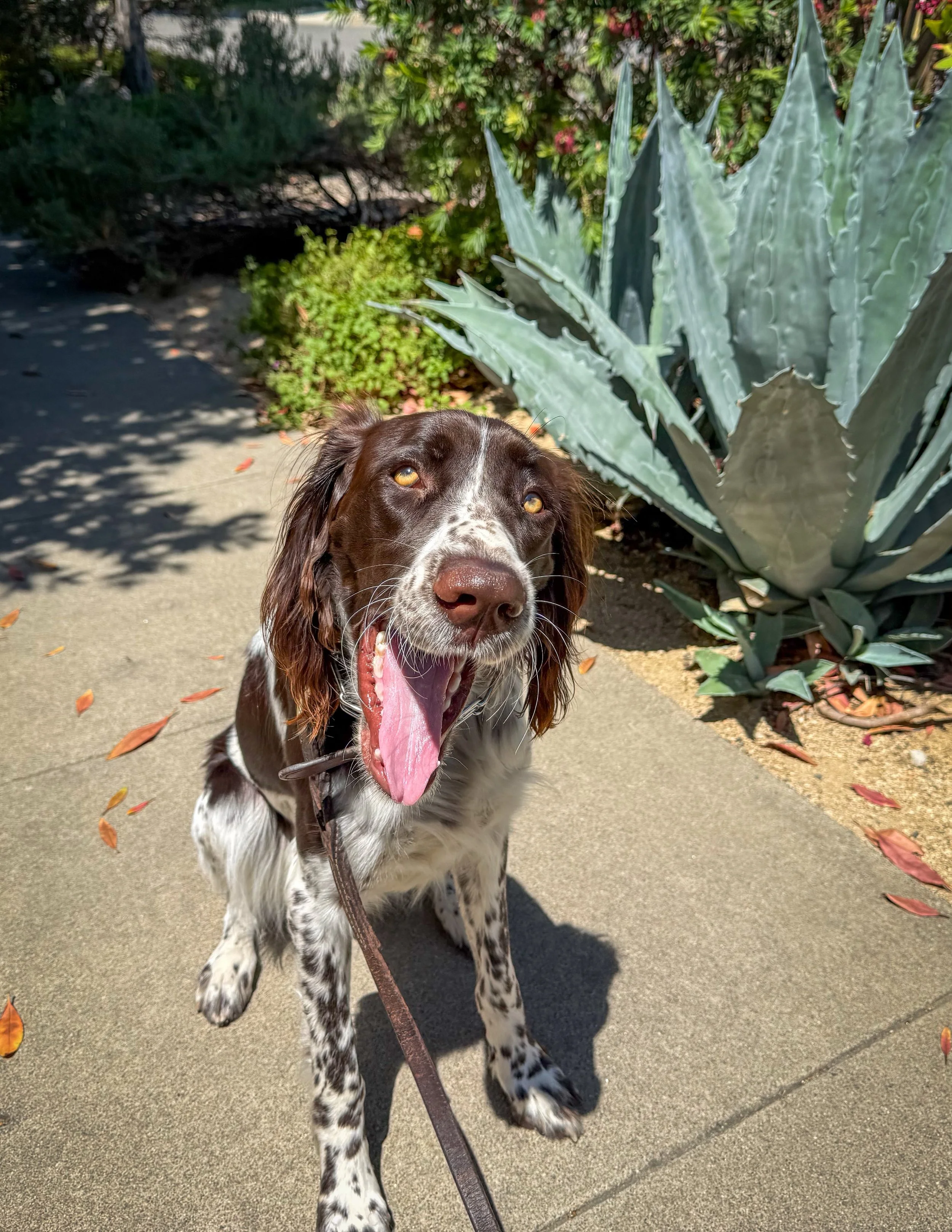 Ginger&rsquo;s checklist:

Midday walk ✅
Midday snack ✅
Midday nap&hellip;to be completed

#cityoforange #ocdogwalker #ocdogs #dogsofinstagram #walknwagnpets