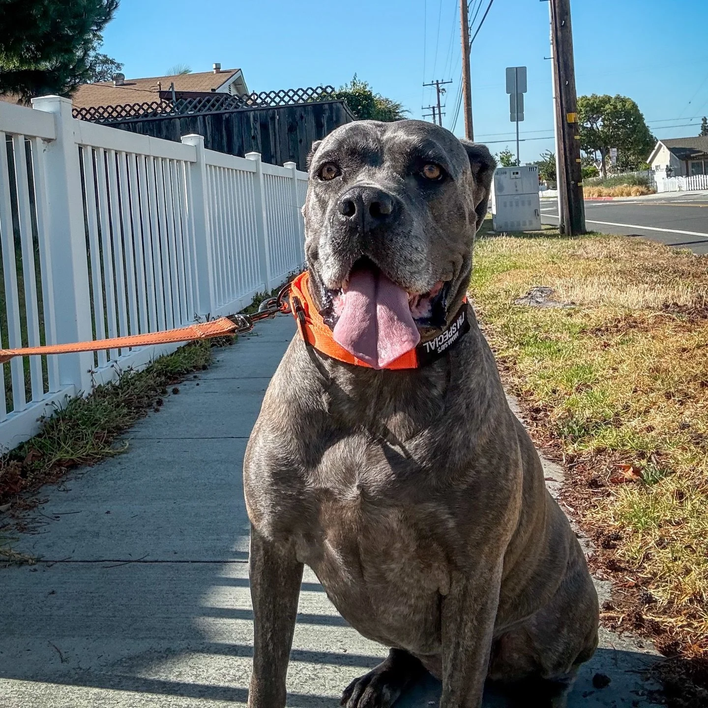 🐾 Kialani 🐾 

#cityoforange #dogsoforange #orangedogwalker #ocdogs #walknwagnpets