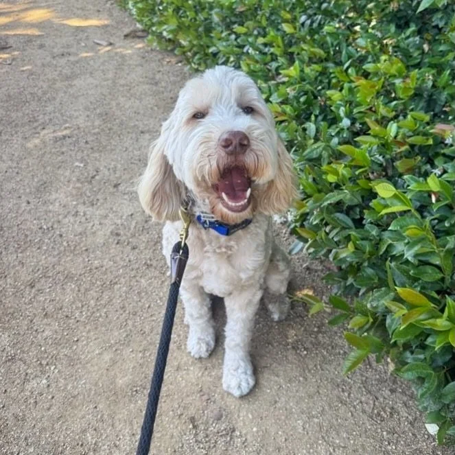 Bandit loves his weekly walks with us! 

#dogsoforange #ocdogs #walknwagnpets #cityoforange #ocdogwalker