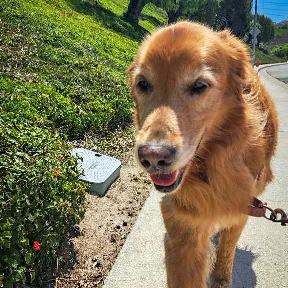 Rory is feeling great about the 3 day weekend coming up! 

#cityoforange #ocdogs #ocdogwalker #dogsoforange #walknwagnpets