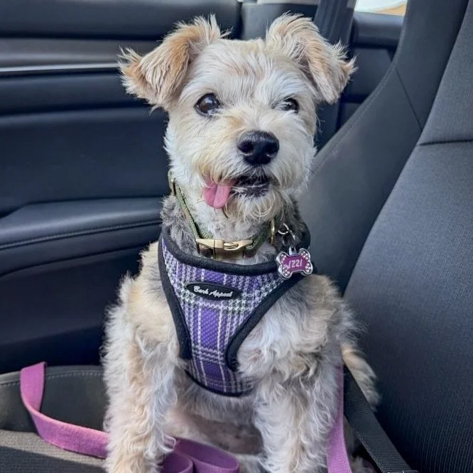 Izzi had a successful day of squirrel spotting to finish off her week! 🐿️ 

#cityoforange #orangeca #ocdogwalker #ocdogs #walknwagnpets