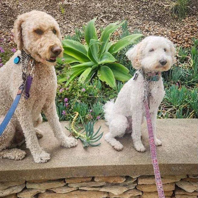 Welcome back, Finn &amp; Jillian! We&rsquo;ve missed you and are so glad you are home now! ❤️

#ucidogs #dogsofirvine #uci #walknwagnpets #ocdogwalker
