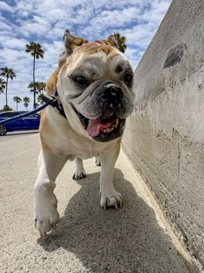 At 14 years young, Maddie is still full of spunk and enjoys her short walks!

#balboapeninsula #ocdogwalker #newportbeach #walknwagnpets #ocdogs