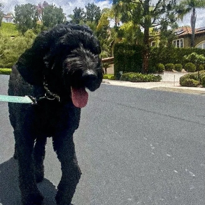 Lucy, Obie, and Luna are out here serving fluff, smiles, and positive energy on their walk today! 

#cityoforange #doggram #ocdogwalker #walknwagnpets #fluffydog