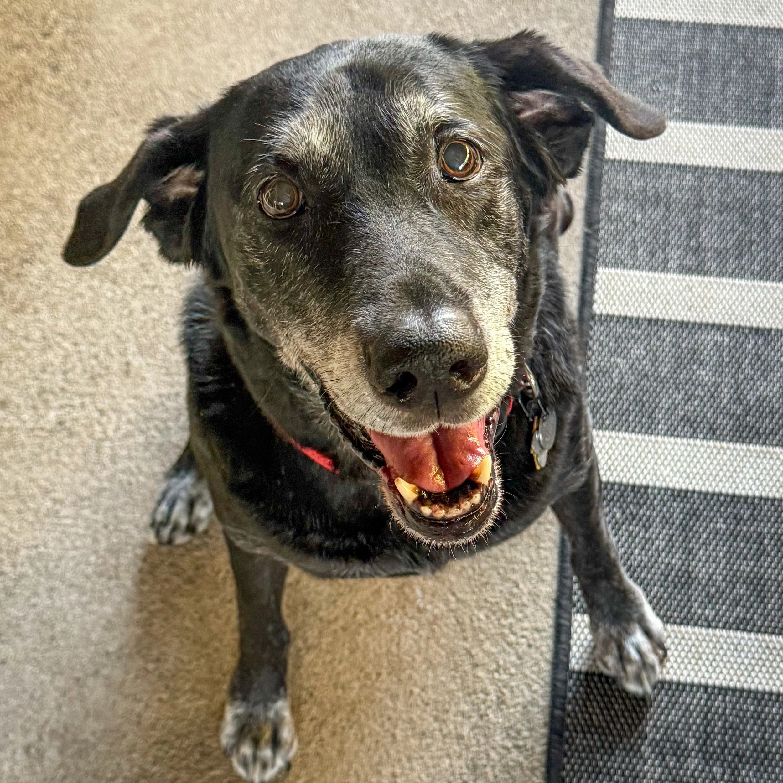 Alister is one happy guy! 

#petsitter #cityoforange #orangepetsitter #walknwagnpets #labsofinstagram