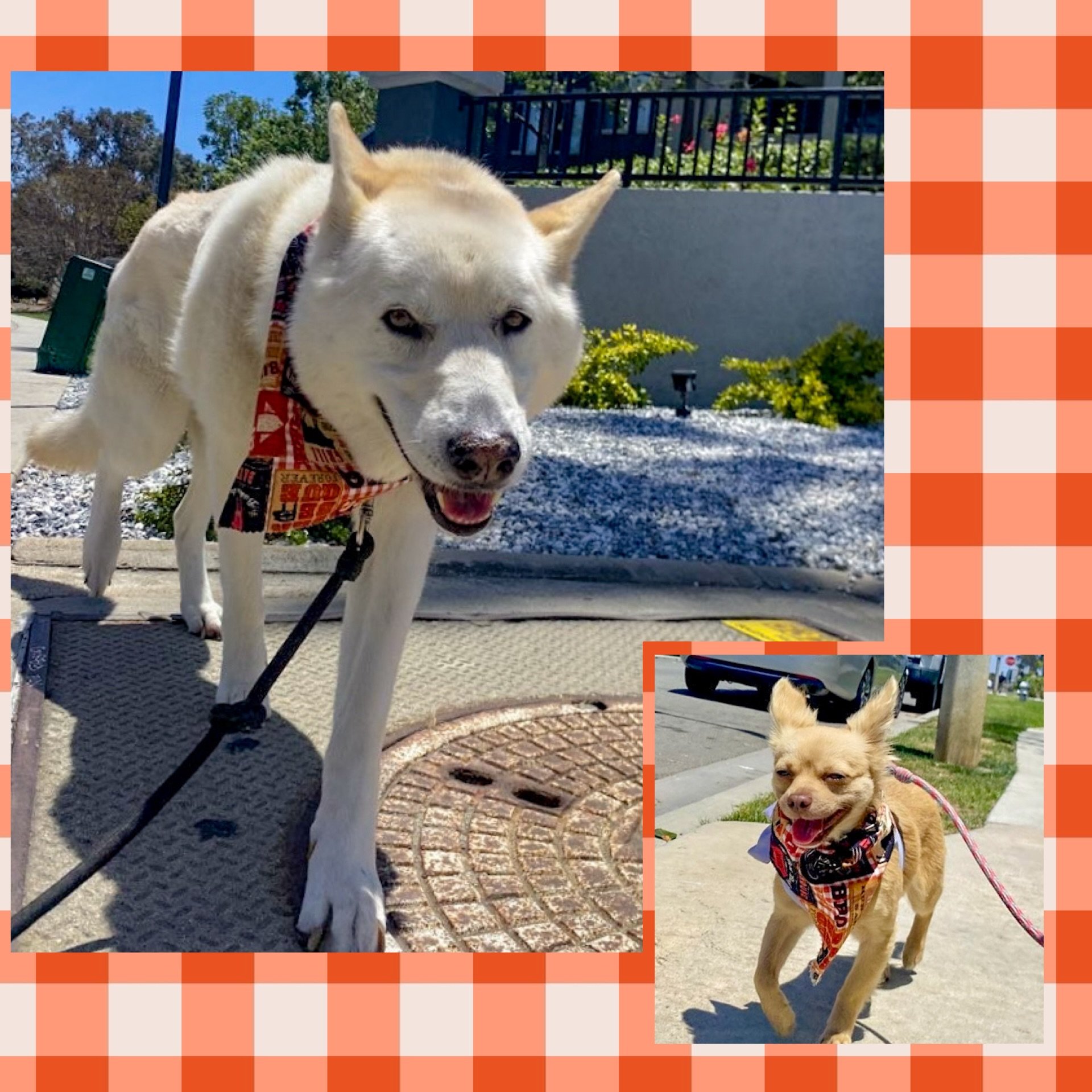 Bowie &amp; Olivia were all smiles on their walk today! 

#costamesa #dogsofcostamesa #solodogwalks #ocdogs #walknwagnpets