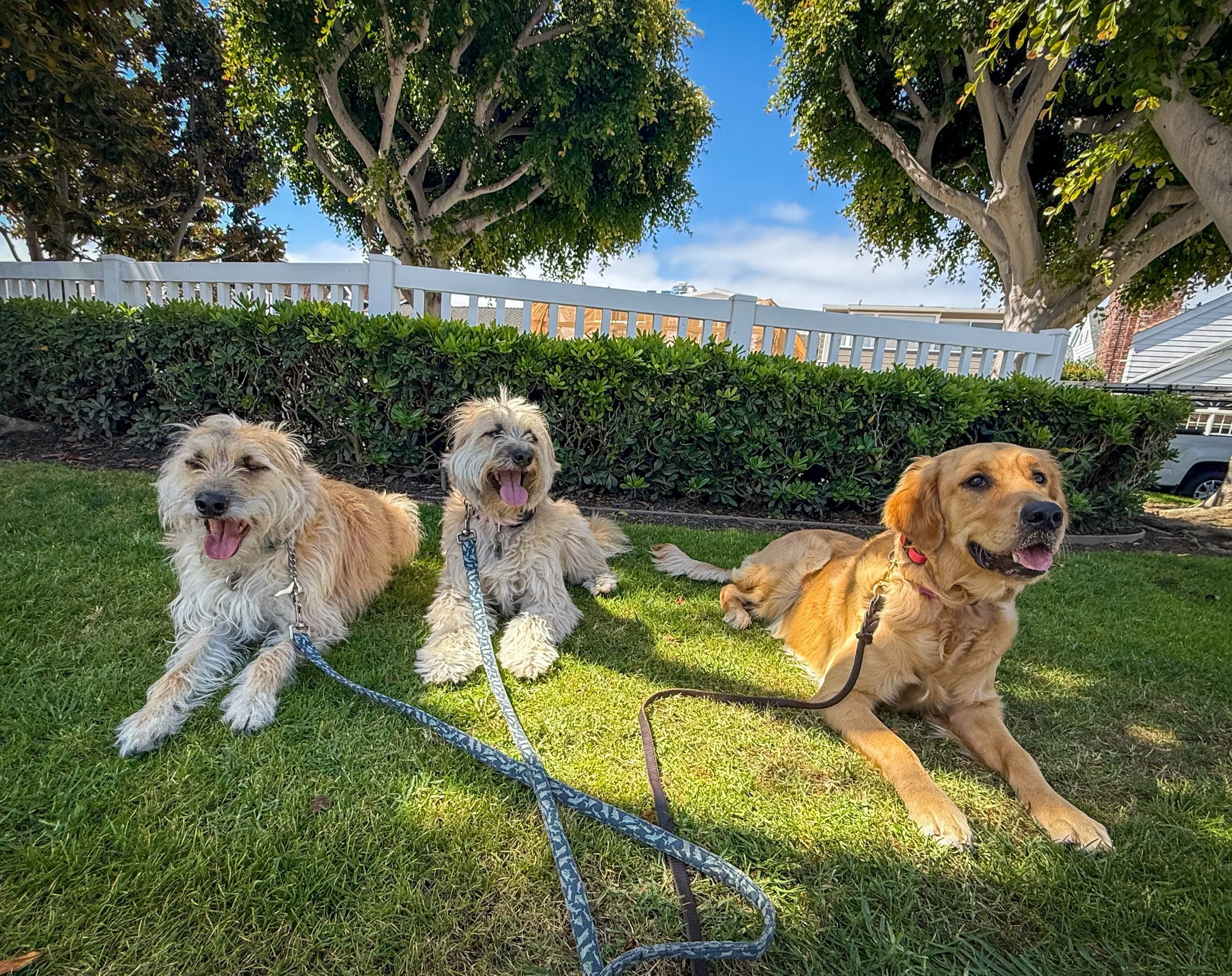 Mini pack walk Tuesday with Finn, Sadie, &amp; Blake&hellip;still working on everyone looking at the camera simultaneously too 😅

#balboapeninsula #dogsofnewportbeach #walknwagnpets #orangecountydogwalker #minipackwalk