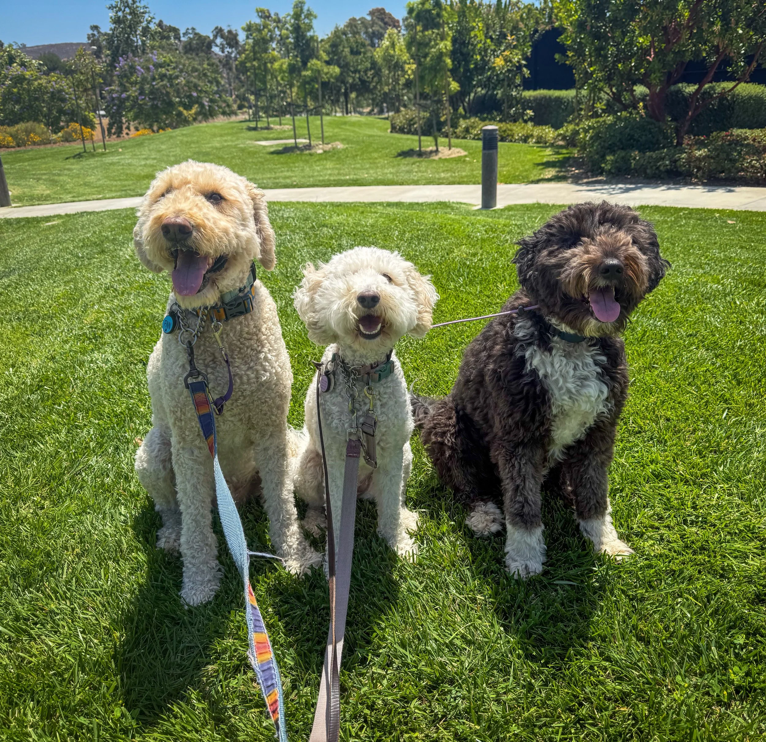 Our second mini pack walk crew: Finn, Jillian &amp; Levinas!

Over the years, we&rsquo;ve had people tell us to become one of those huge pack walk companies&hellip; and every time, we&rsquo;ve said no thanks. We keep our mini pack walks intentionally