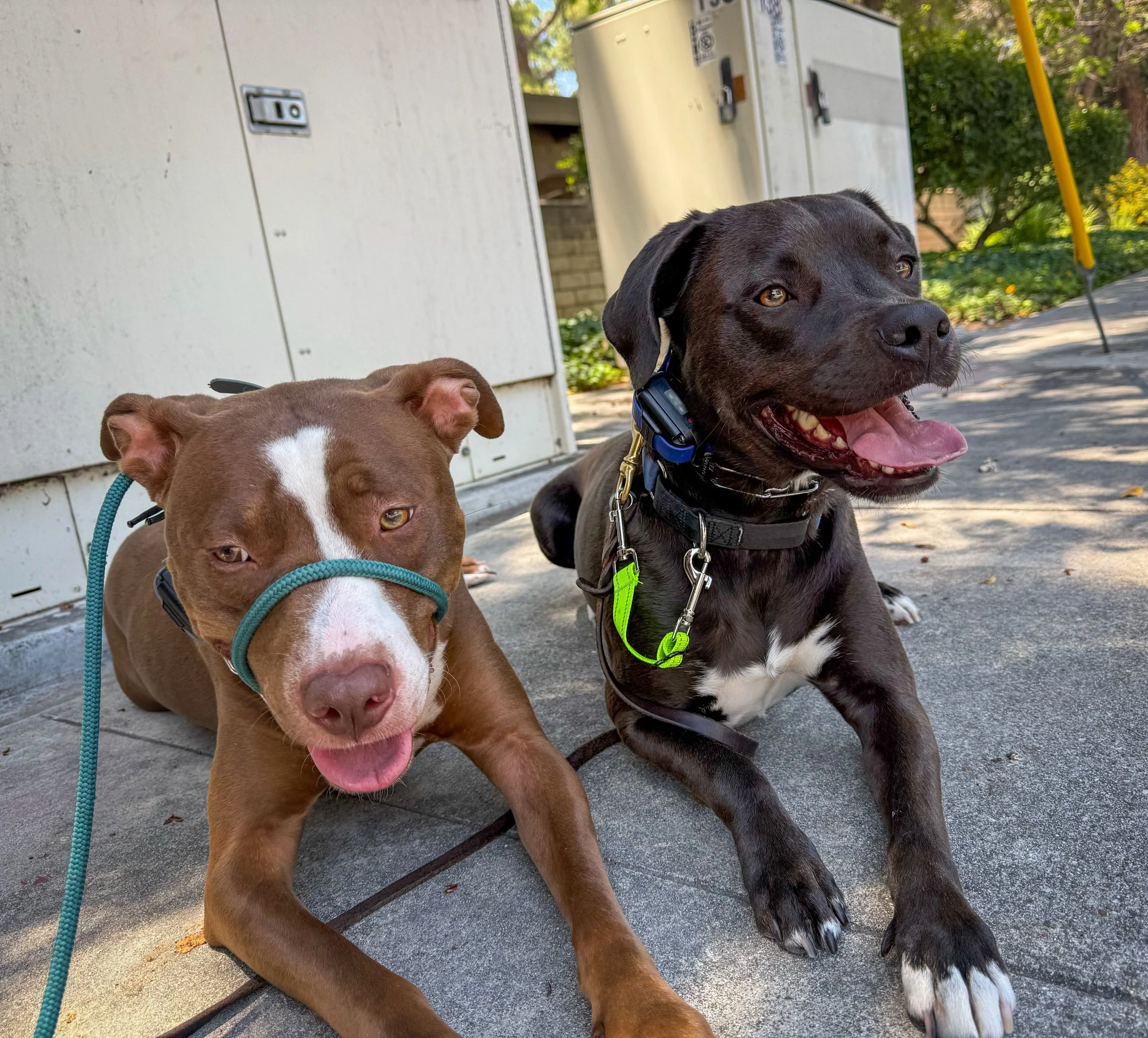 🚨BREAKING NEWS🚨 
Pono finally smiled for a pic! 😆

#cityoforange #ocdogwalker #walknwagnpets #happydogs #smilingdogs