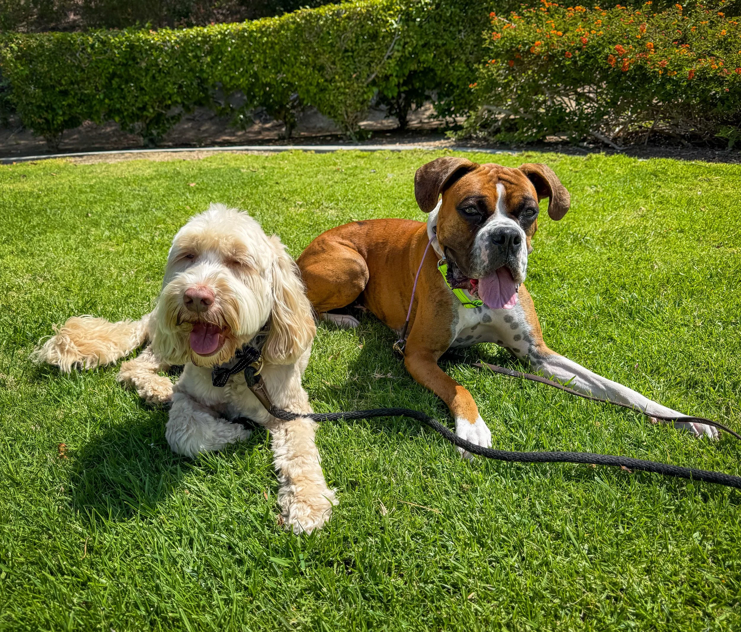 Bandit &amp; Bentley were happy to be back walking together again!

#cityoforange #dogsoforange #orangeca #walknwagnpets #dogsoforangecounty