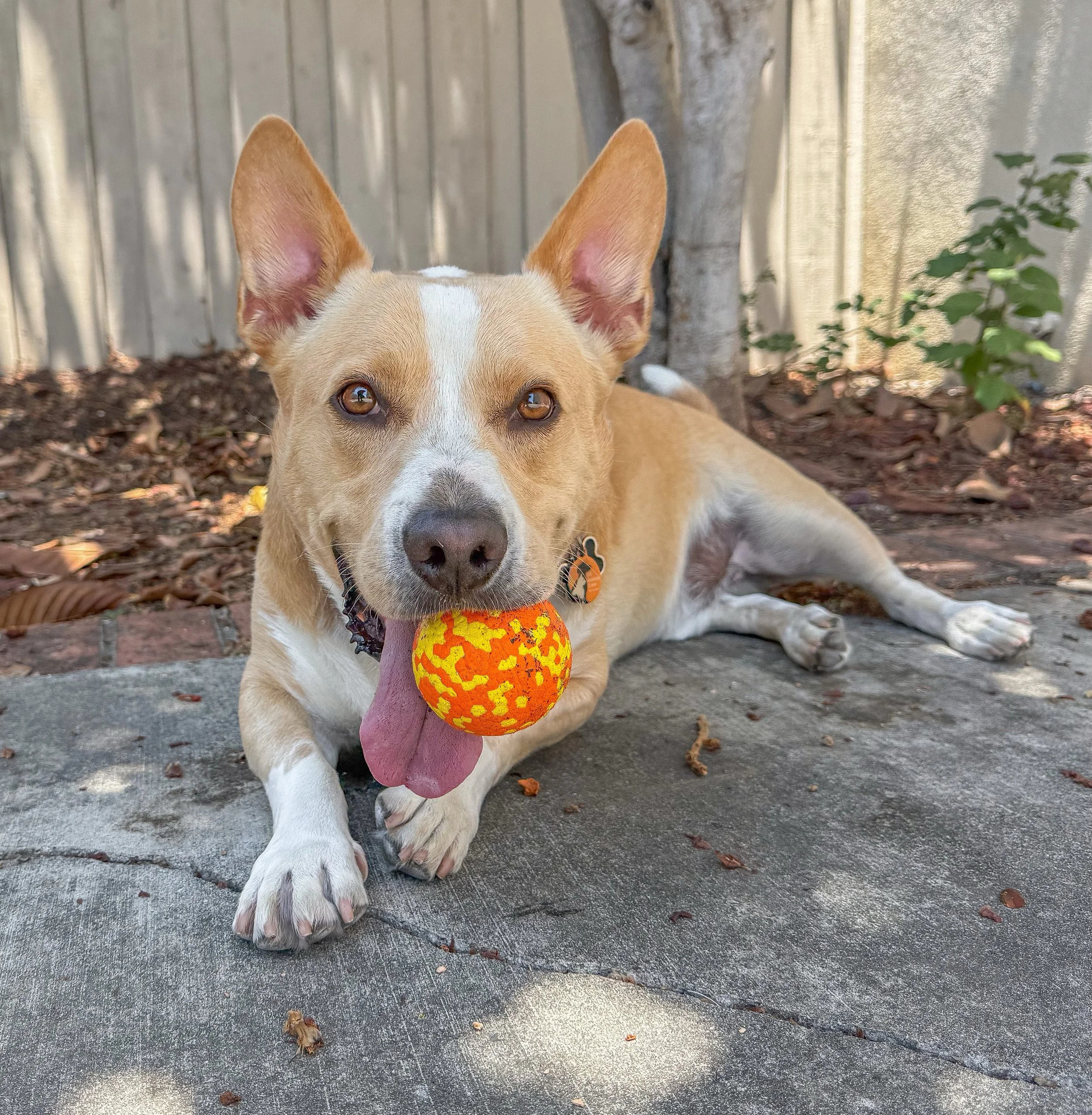 Mulligan&rsquo;s favorite post walk activity is to play fetch&hellip;that is if he&rsquo;s not too tired! If he&rsquo;s tired, he&rsquo;ll fetch the ball thrown but then lay down in the shade 😂

#cityoforange #orangedogwalker #dogsoforange #walknwag
