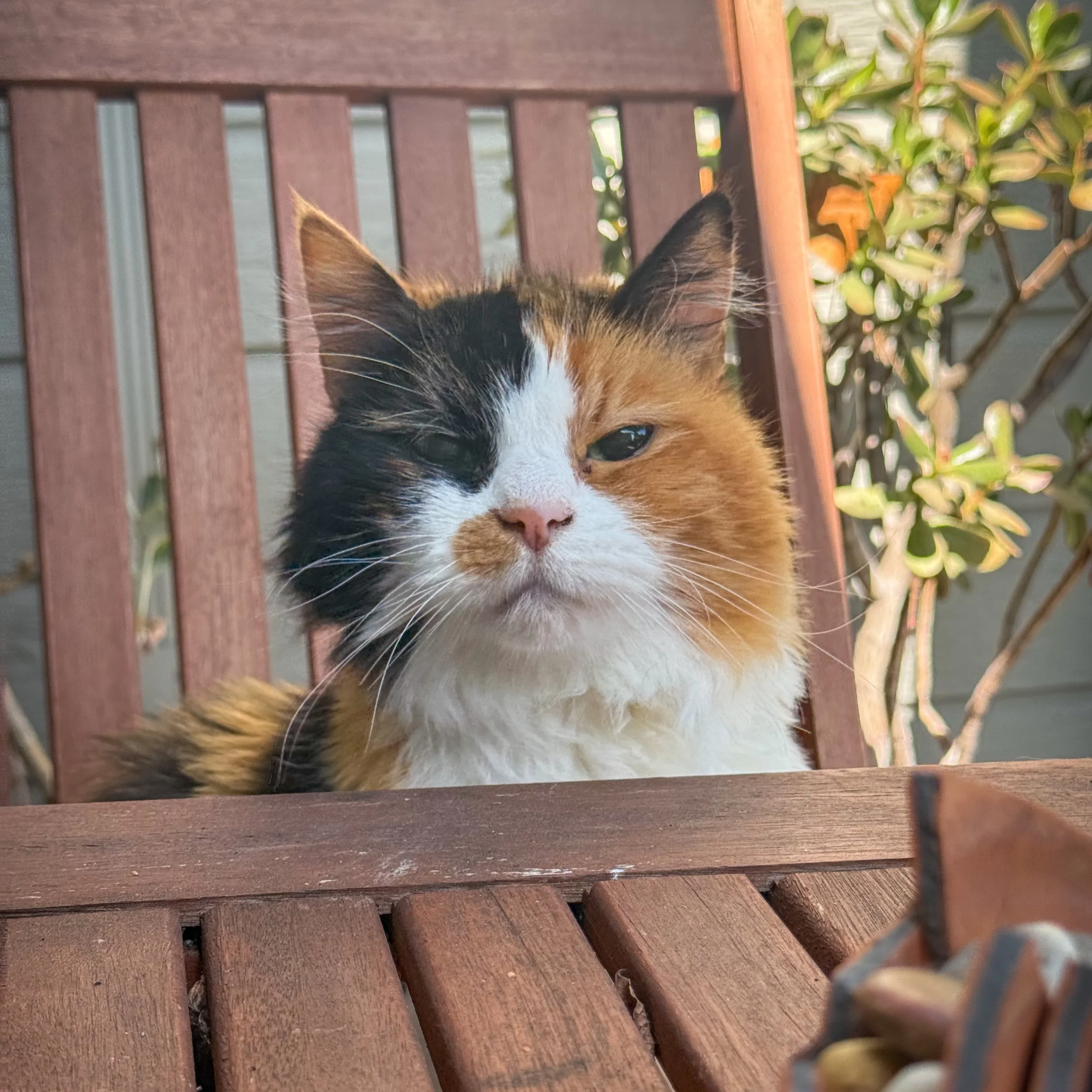 Welcome to the family, Lucy! ❤️

#catsitter #catsoforangecounty #walknwagnpets #petsitter #occats