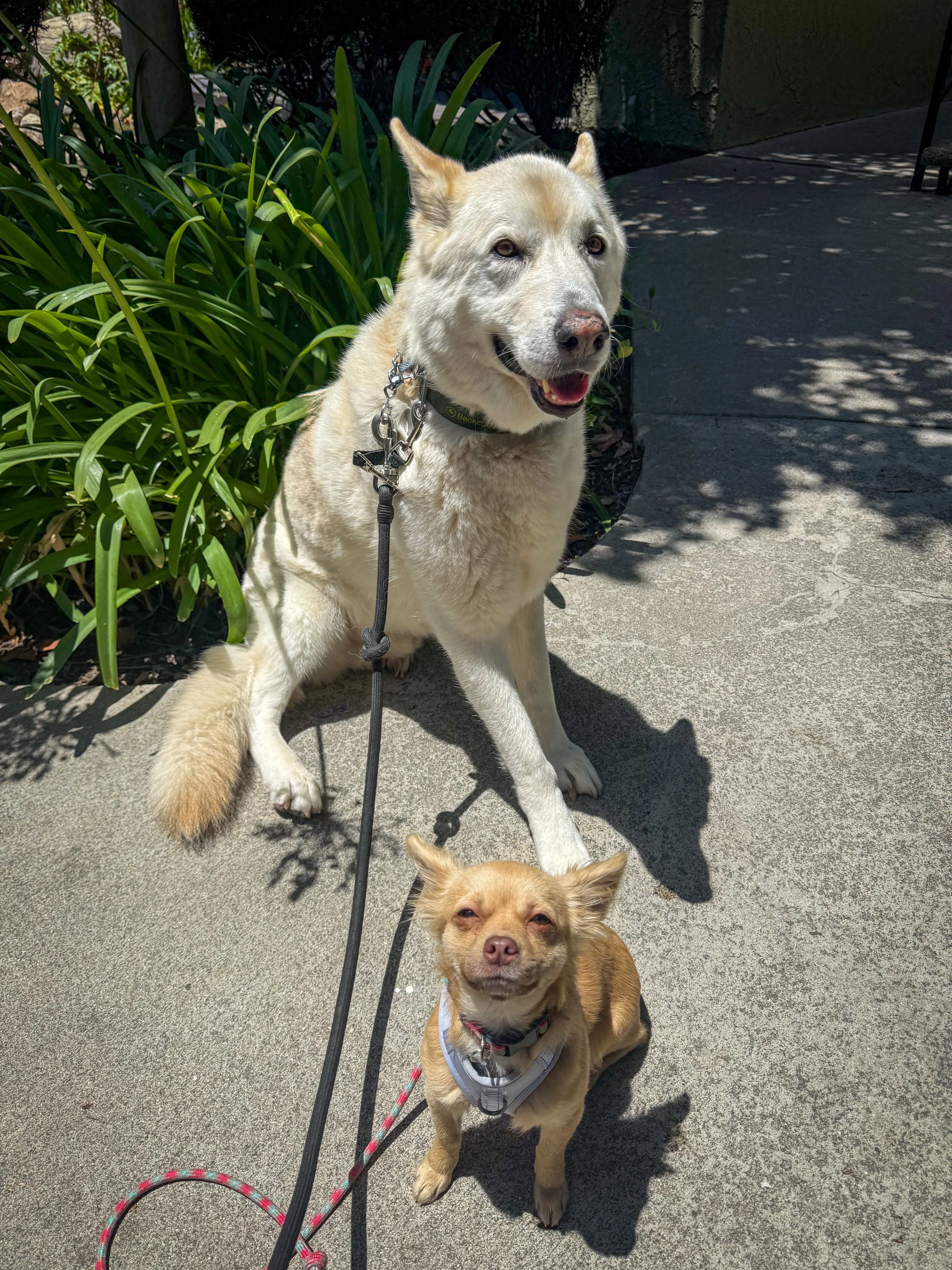 Bowie &amp; Olivia (who is little Miss Confidence now) enjoy their weekly walks! 

#dogsofcostamesa #costamesa #ocdogs #walknwagnpets #dogwalker