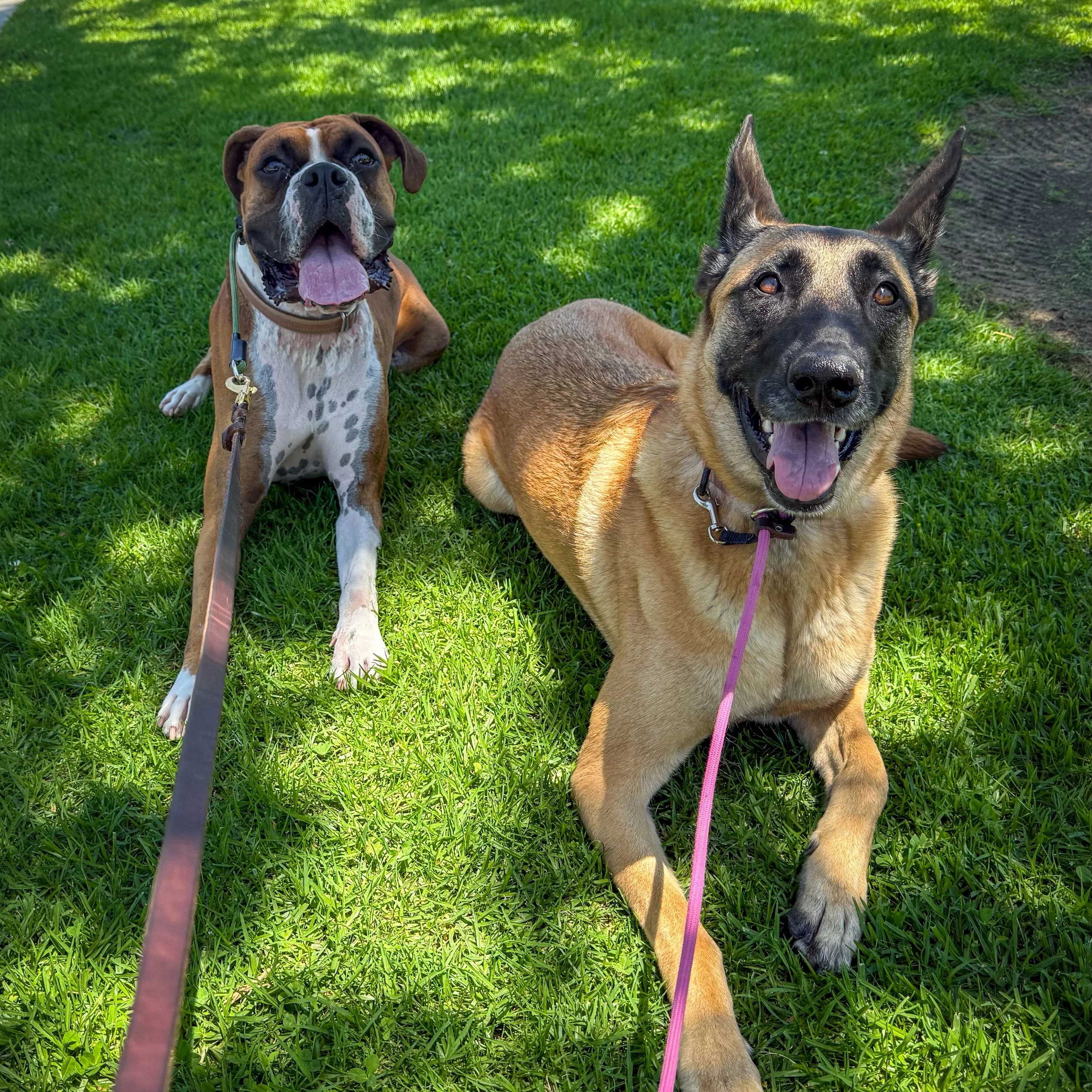 Bentley and Hana were enjoying the shady breaks today

#anaheimhills #dogsofanaheim #ocdogwalker #walknwagnpets #minipackwalk