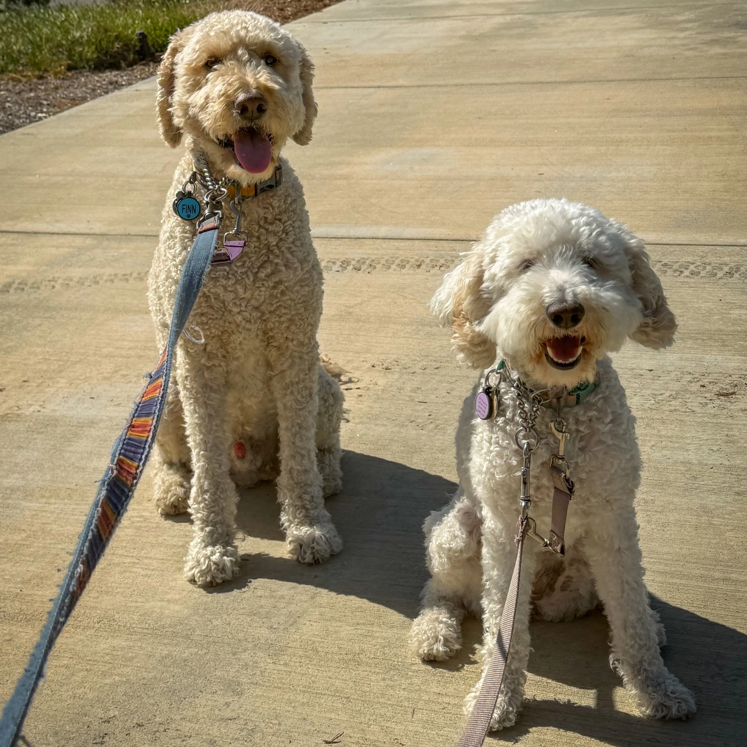 Suns out tongues out with these two doodles this morning! 

#dogsofirvine #uci #walknwagnpets #orangecountydoodles #ocdogs