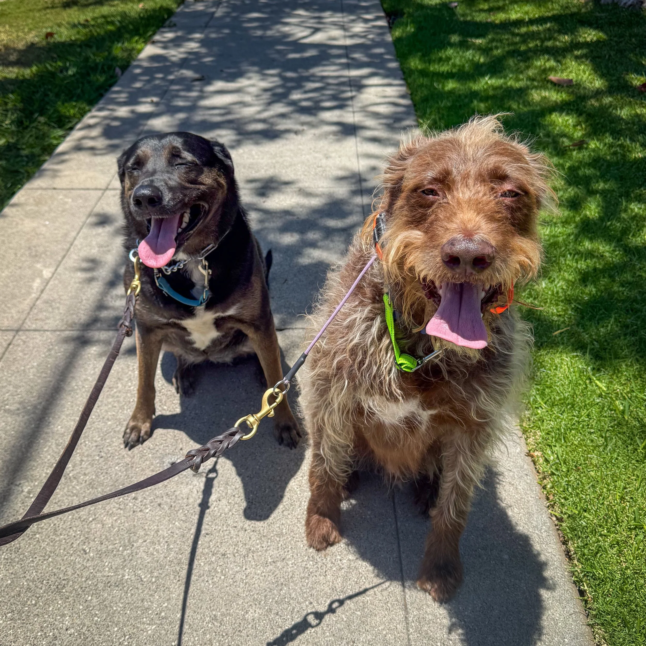 Kora &amp; Scout love their walks as much as getting extra steps in by playing in the backyard! 

#gooddoggos #cityoforange #orangeca #walknwagnpets #ocdogs