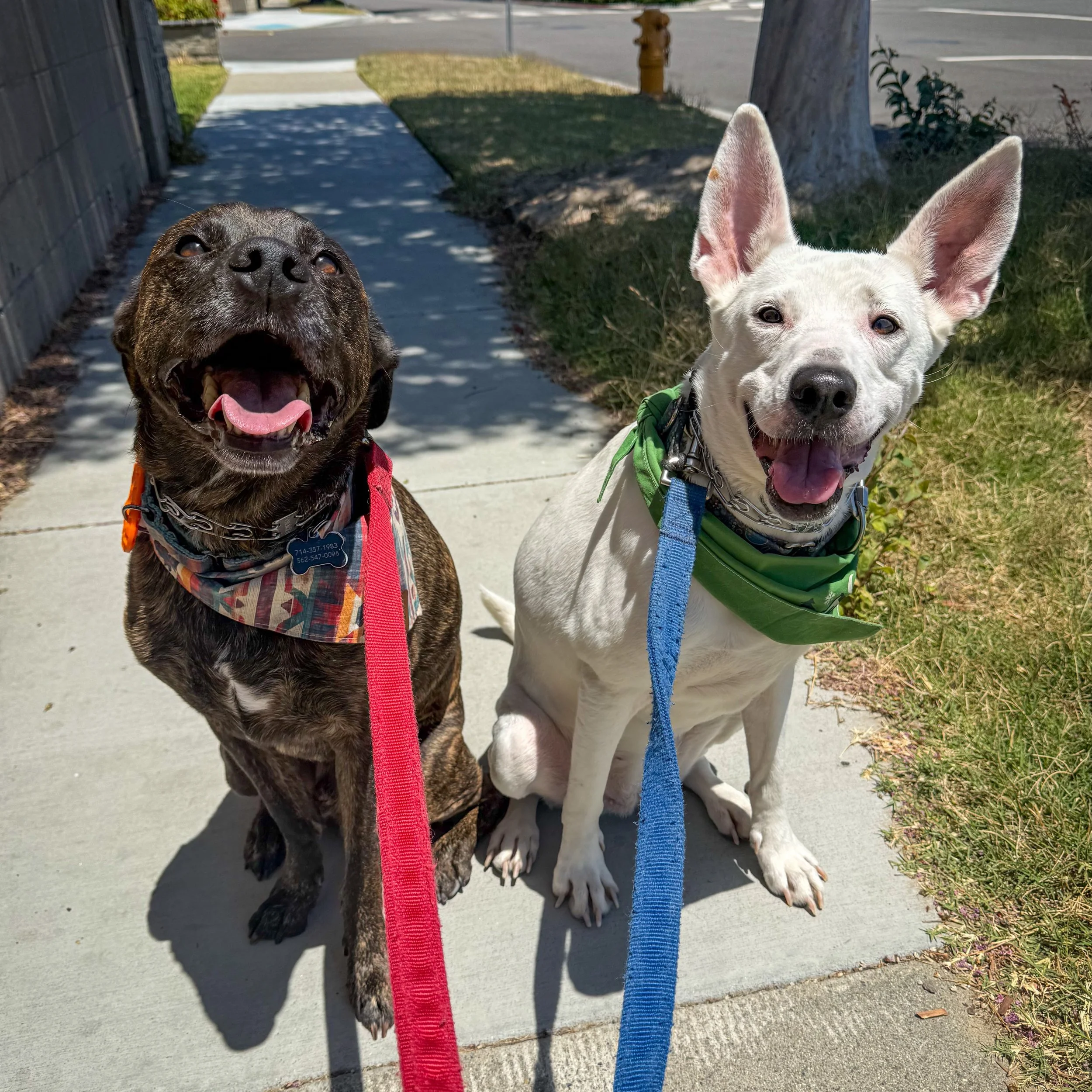 Such happy smiles today from Scotty &amp; Paloma 😃 

#buenapark #ocdogs #walknwagnpets #happydogs #smilemoreworryless
