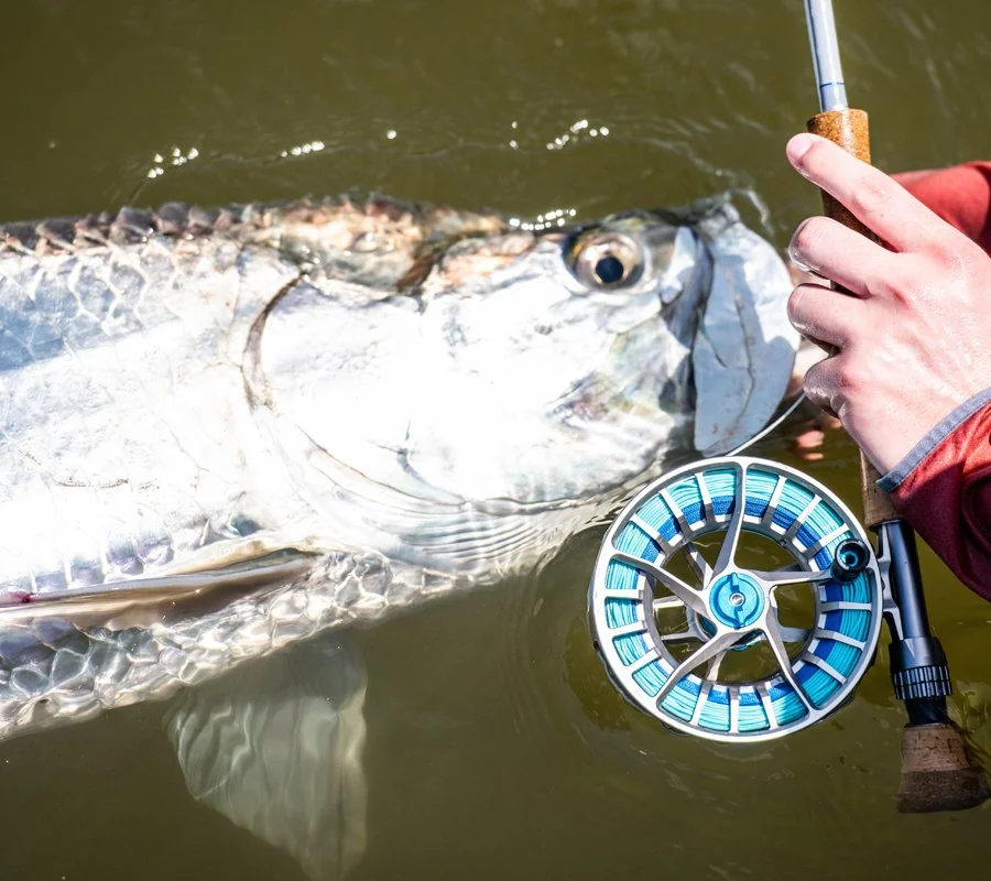 Fly fishing charters in Mosquito Lagoon for tarpon.