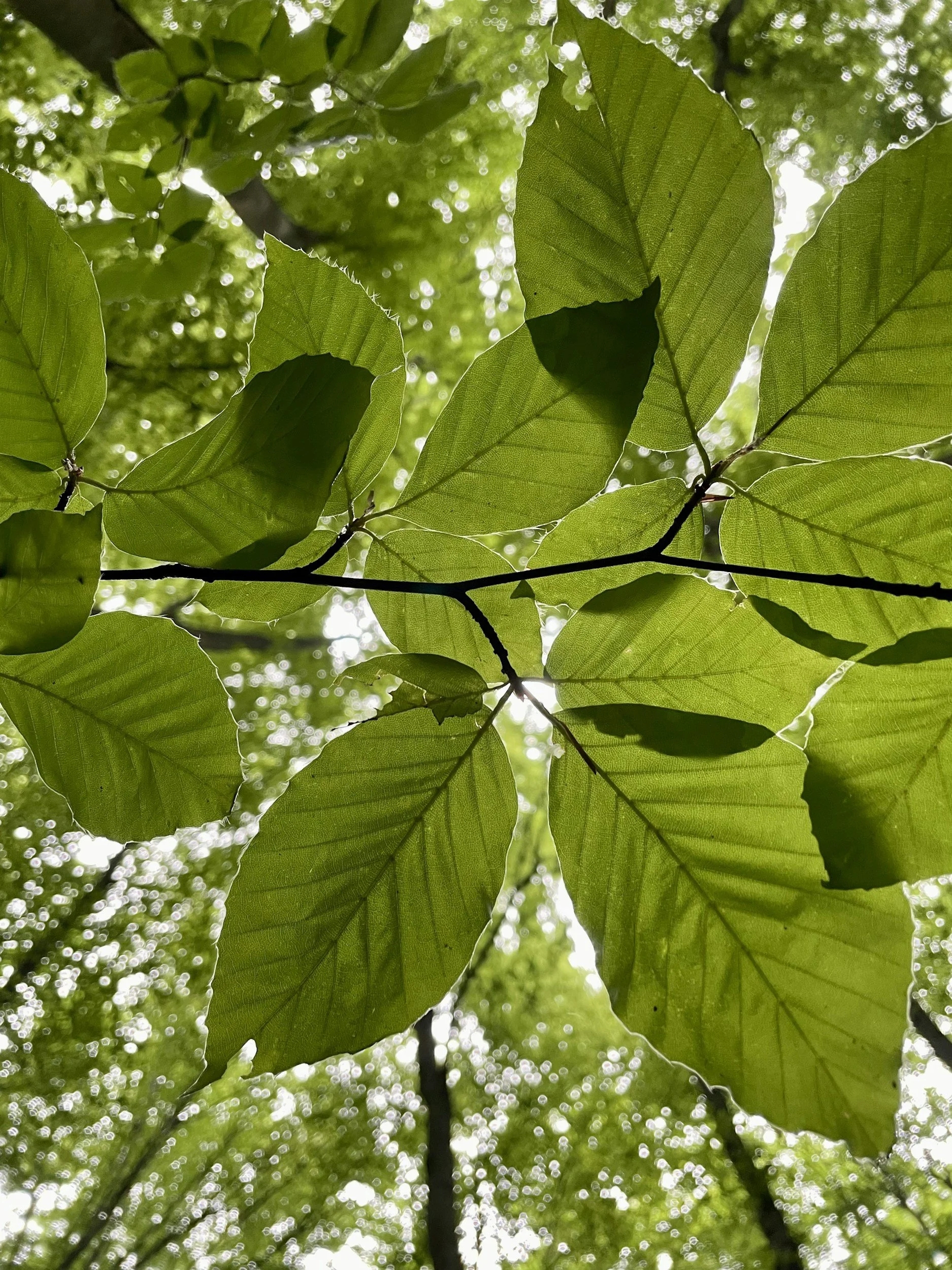 Looking up at green tree leaves with sunlight filtering through, creating a bright and vibrant canopy.