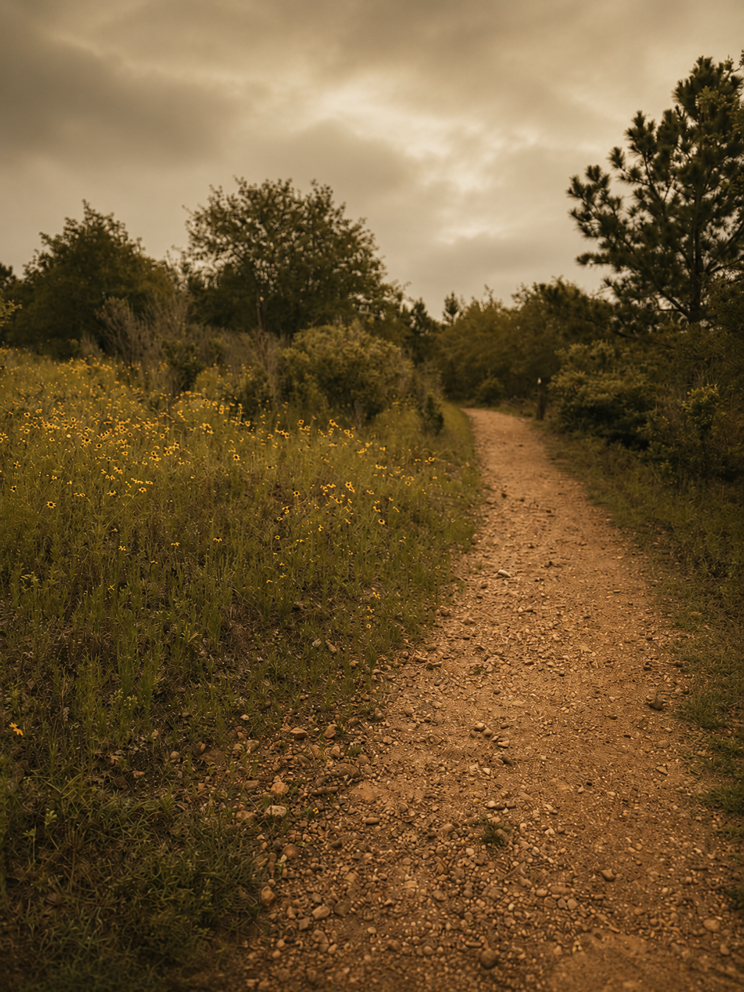 A dirt trail winding through a grassy landscape with yellow wildflowers on the left and green trees on both sides under a cloudy sky.