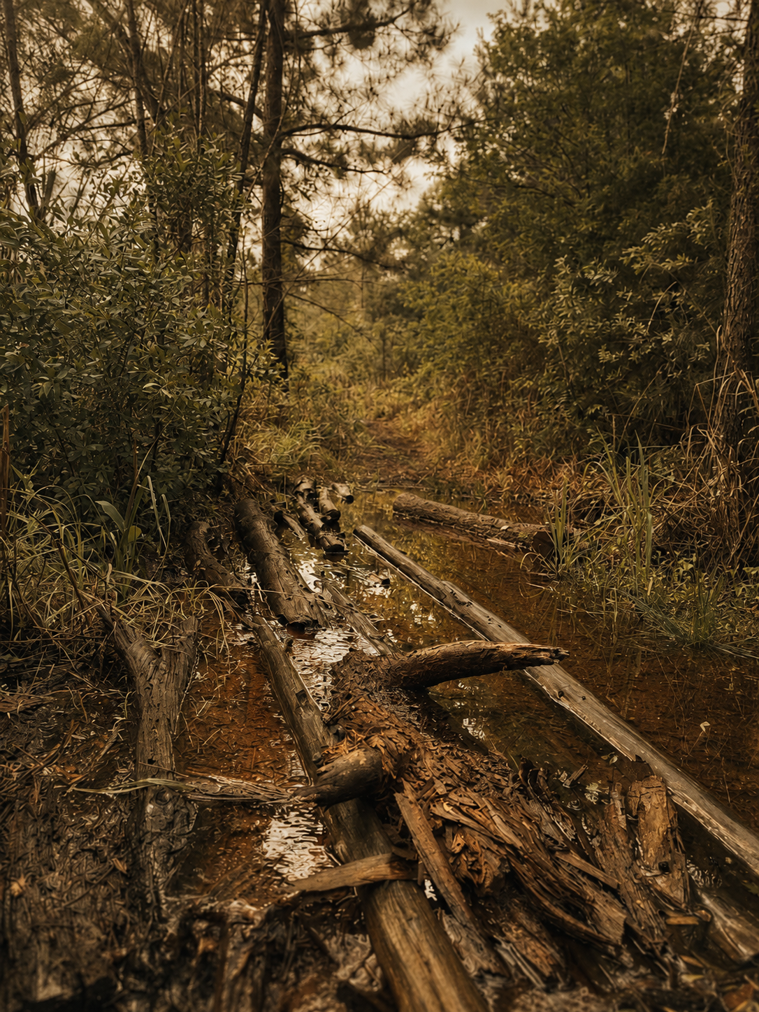 A wooded trail with fallen logs and branches across a small muddy stream, surrounded by green bushes and trees during daytime.