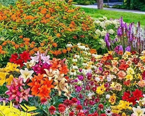 Butterfly+garden.jpg