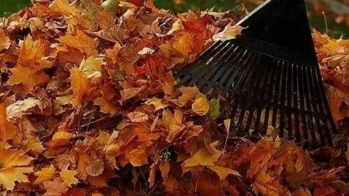 fall_cleanup.jpg