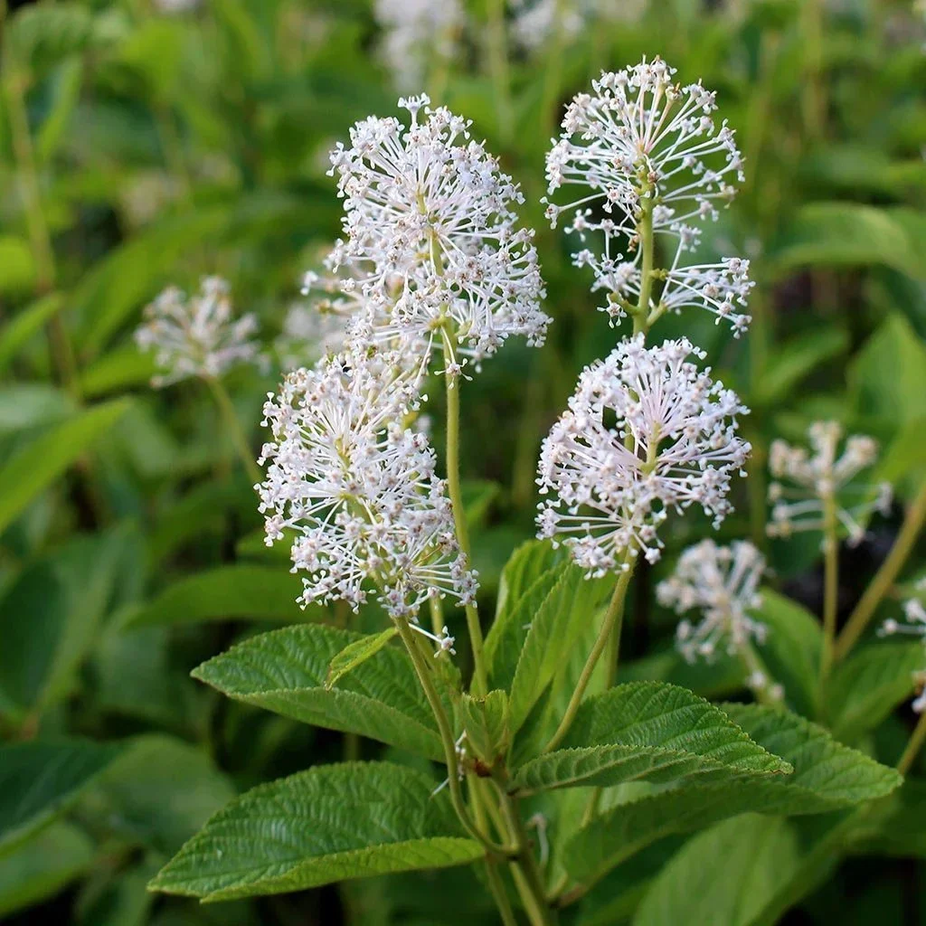 New-Jersey-Tea_flower.webp