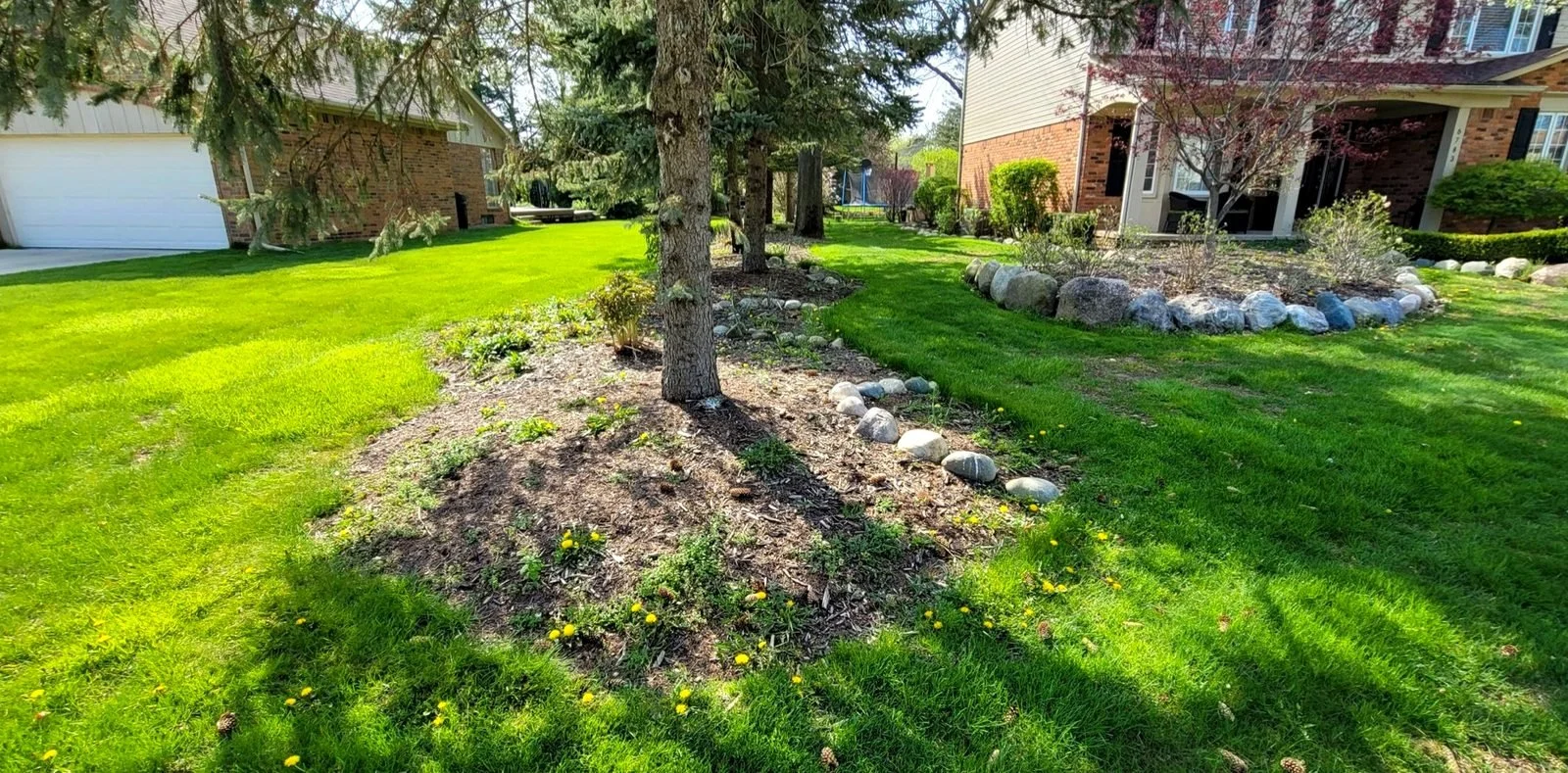 After: fresh black mulch bed with river stone edging around an evergreen in a Macomb County front yard