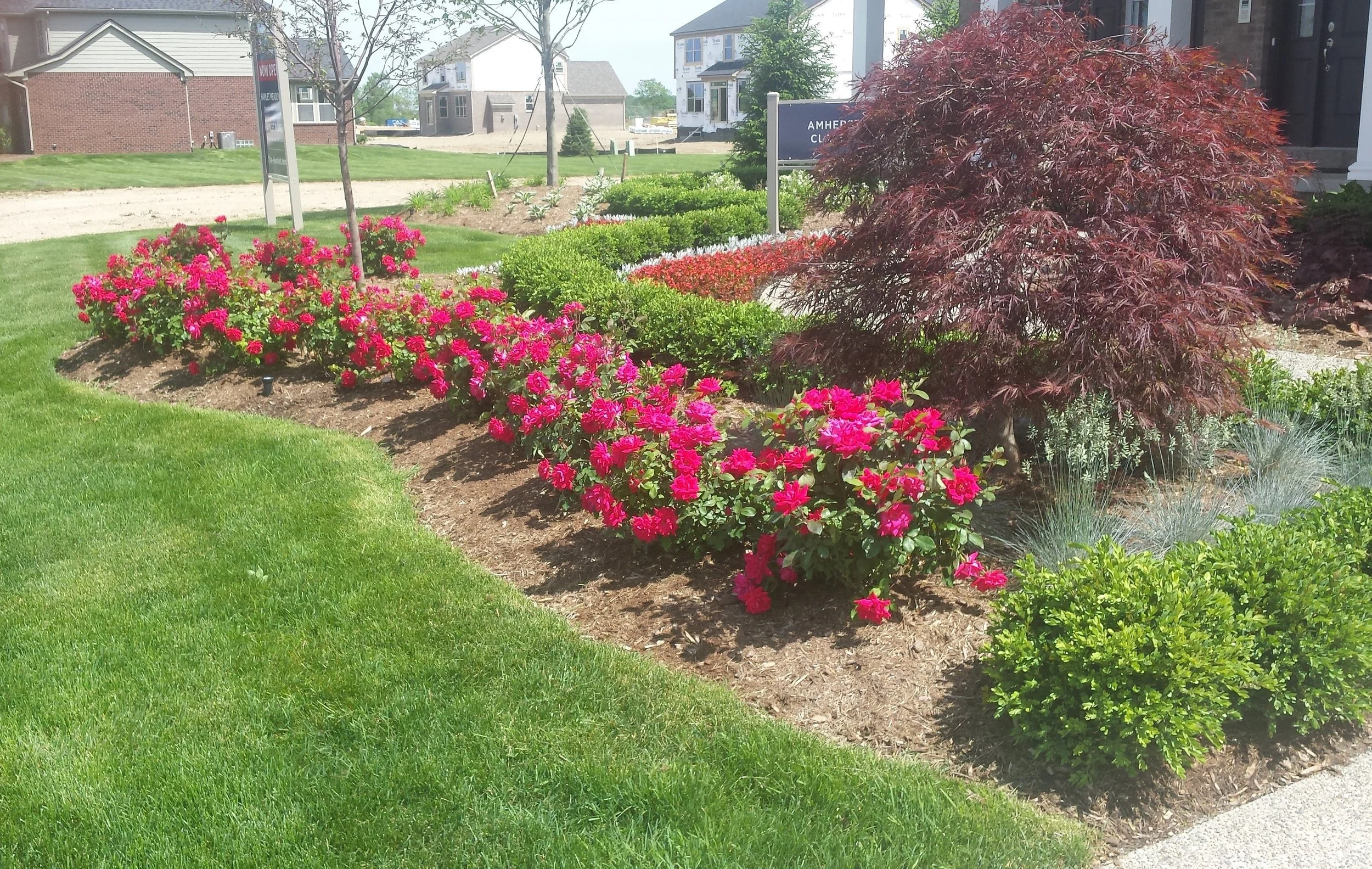A landscaped garden with bright pink flowers, green bushes, and a small tree, in front of a sidewalk and nearby houses under a clear sky.
