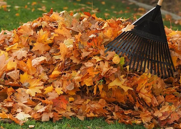 Seasonal Clean Ups