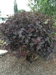 Ninebark.jpg