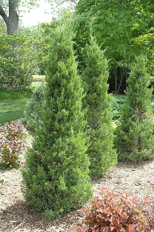 Fairview+Juniper.jpg