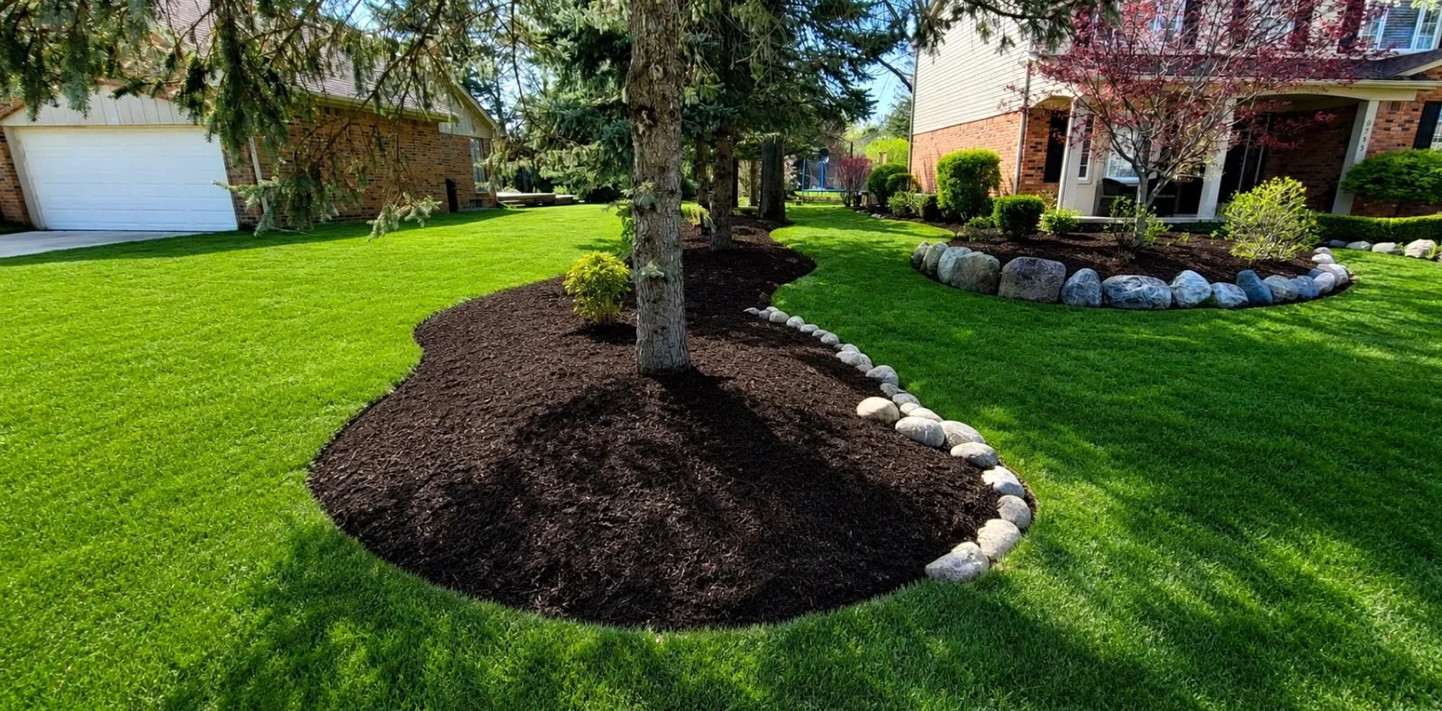 Before: weedy, thin mulch bed with dandelions under an evergreen