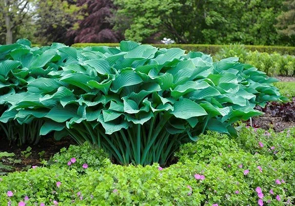 Hosta_Krossa_Regal.jpg