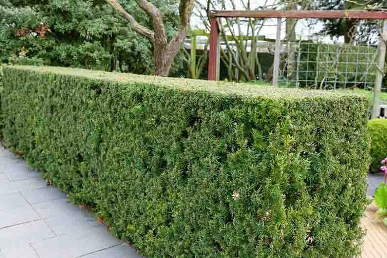 Hicksii+yew.jpg