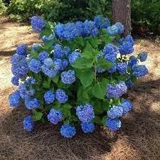 Nikko+Blue+Hydrangea.jpg