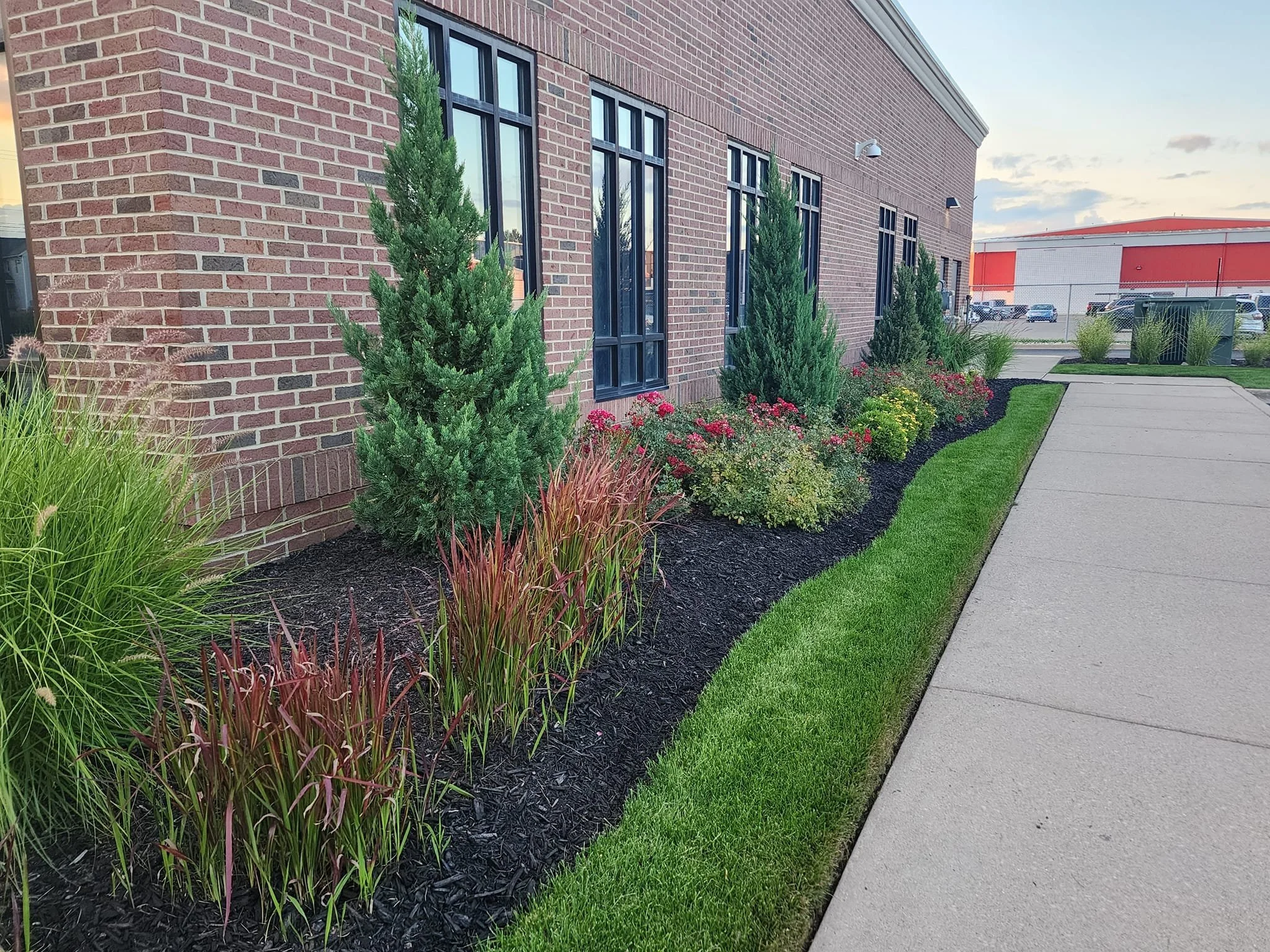 Commercial landscape maintenance with fresh black mulch, ornamental grasses, shrubs, flowers, and clean sidewalk edging for professional curb appeal.