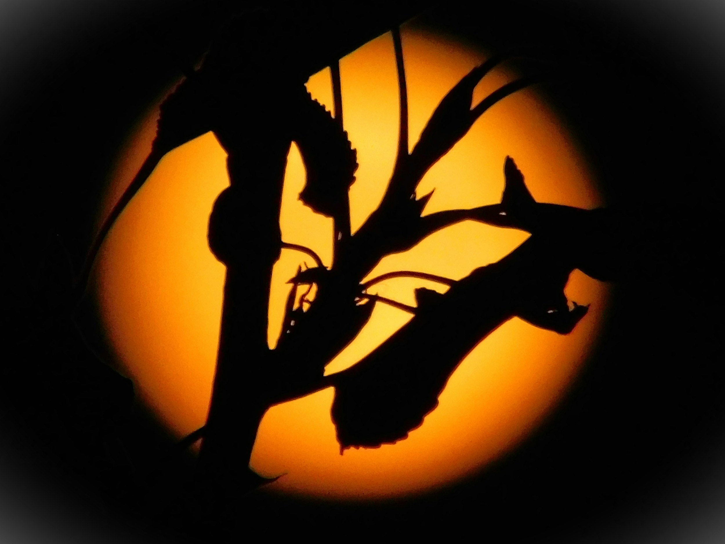 dragon grass