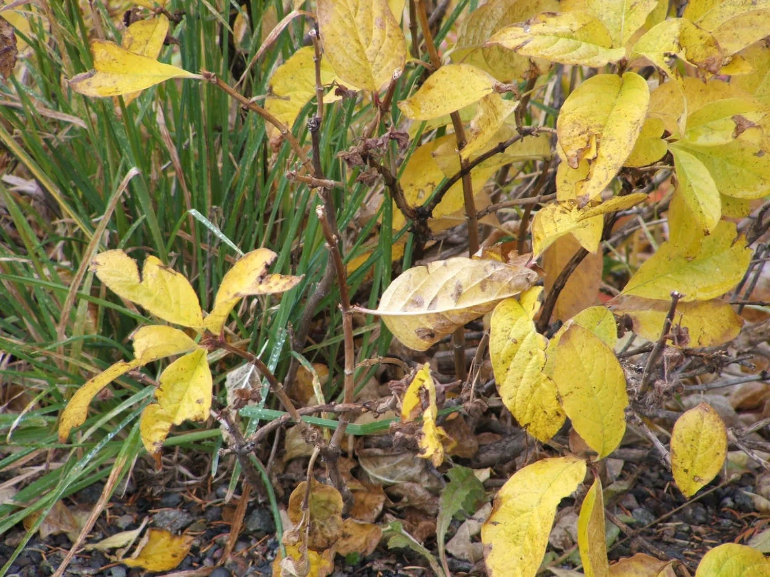 Aspen leaves in fall